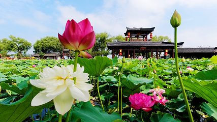 三国水浒景区(中央电视台无锡影视基地)第 27 张图片
