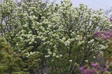 九龙湾花星球第 116 张图片