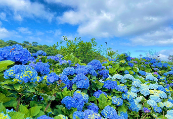 高家绣球花田万里第三园区第 9 张图片