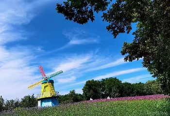 北京国际鲜花港第 28 张图片