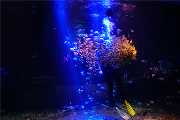 海昌海洋馆第 63 张图片