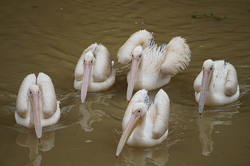 猫爪野生动物世界第 19 张图片