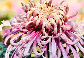 香遇百花园第 41 张图片