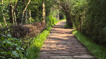 清水里森林营地