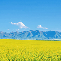 门源百里油菜花海