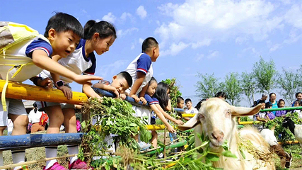 豌豆农庄第 3 张图片