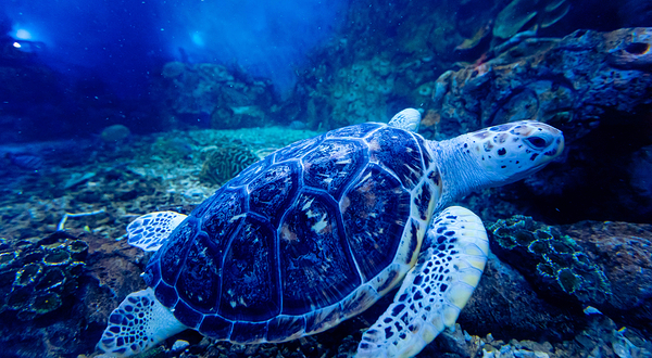 南京海昌海洋探索馆