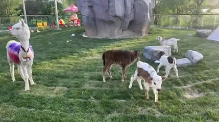 卡尔牧场萌宠幼稚园第 1 张图片
