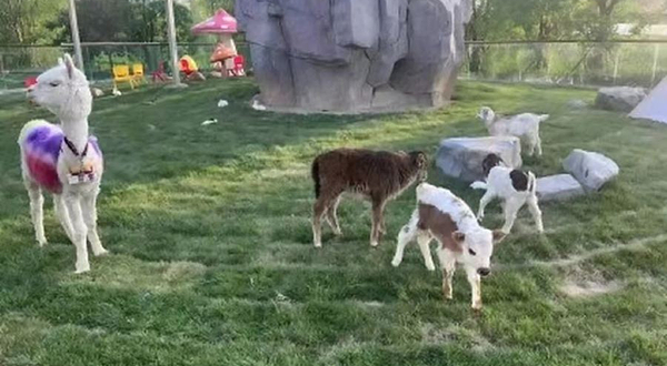 卡尔牧场萌宠幼稚园