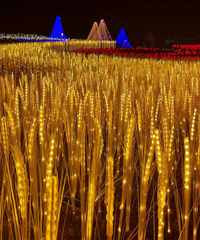 东莞桥头生态园