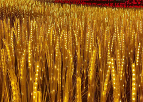 东莞桥头生态园