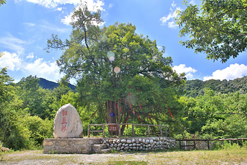 青峰峡森林公园第 14 张图片