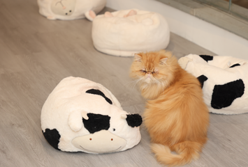 上海上引+第 19 张图片