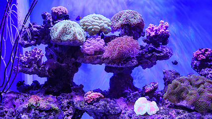 深圳观澜海洋世界第 23 张图片