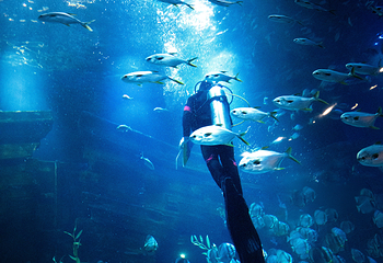 河内乐天世界水族馆第 22 张图片