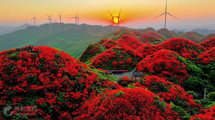 太阳坪映山红景区第 4 张图片