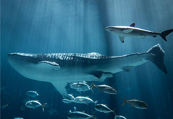 佐治亚水族馆第 7 张图片