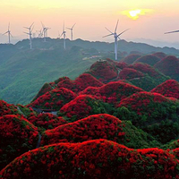 太阳坪映山红景区