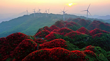 太阳坪映山红景区