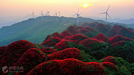 太阳坪映山红景区第 5 张图片