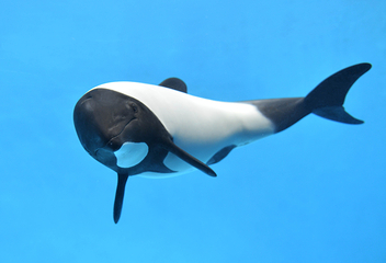 鸟羽水族馆第 16 张图片