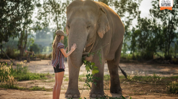 芭堤雅大象丛林保护区