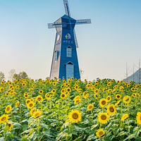 英山四季花海景区