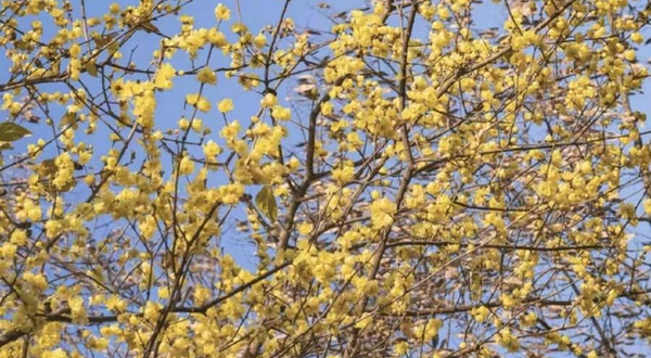 中国静观蜡梅博览园