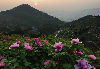 华夏牡丹园第 14 张图片