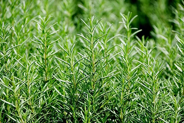 聊城芳香文化博览园第 19 张图片
