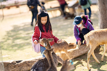 鹿粼梅花鹿园区第 3 张图片