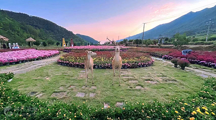 青曼蔓萝花园第 9 张图片