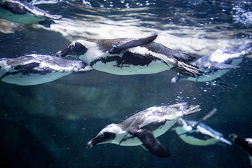 河内乐天世界水族馆第 7 张图片