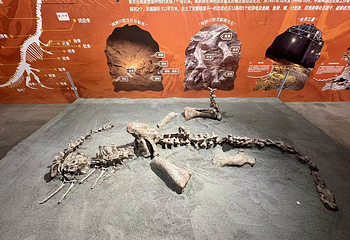 恐龙来了(禄丰龙全国巡展·重庆站)第 7 张图片