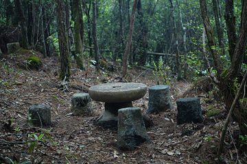 高黎贡山南段西支线毛毛球原始森林第 46 张图片