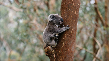 史蒂芬湾考拉保护区