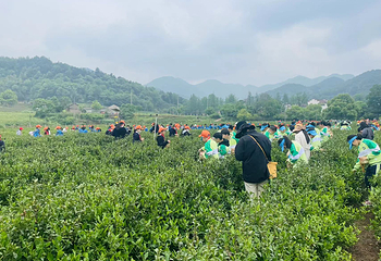 安徽白云春毫茶旅研学基地第 12 张图片