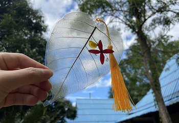 西双版纳热带雨林国家公园望天树景区第 99 张图片