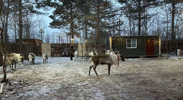 长白山驯鹿森林