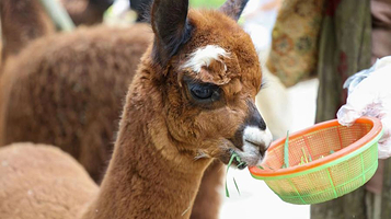 上海野生动物园-羊驼苑