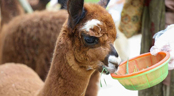上海野生动物园-羊驼苑