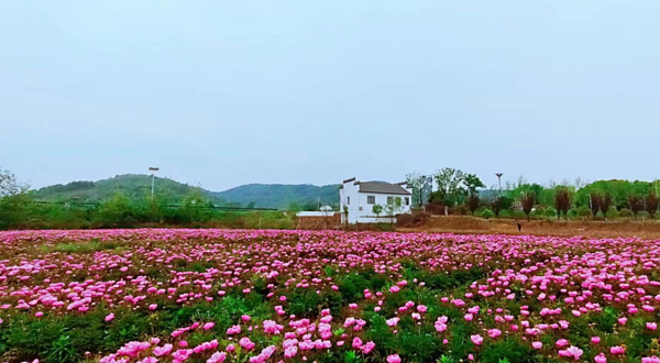 庐江县汤池镇金冲大自然生态园