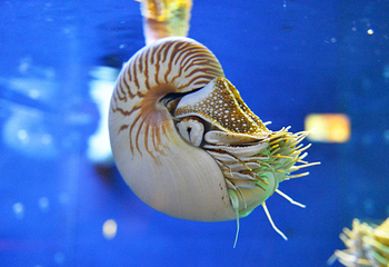 鸟羽水族馆第 12 张图片