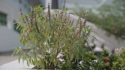 圣淘沙山顶花园第 12 张图片