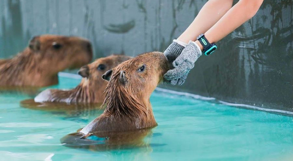 Lollypet宠萌乐园 (笋岗万象食家店)