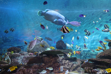 Sea Life COEX水族馆第 32 张图片