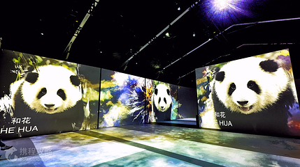 熊猫星球沉浸式光影大展-成都首馆第 6 张图片