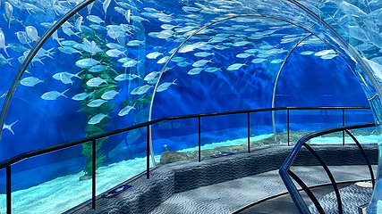 上海海洋水族馆第 18 张图片