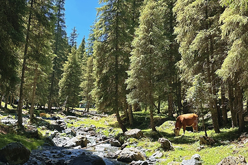 南山牧场西白杨沟景区第 67 张图片