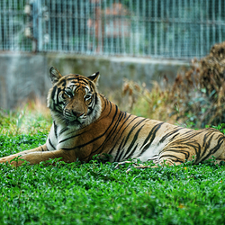 东莞香市动物园